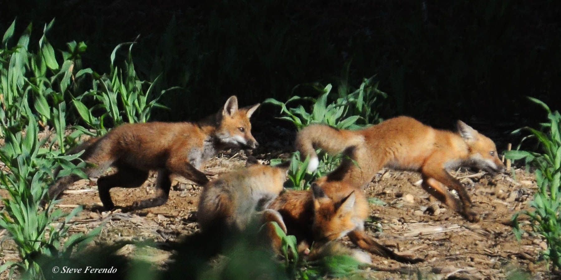 "Natural World" Through My Camera: Which Fox Den To Photograph?